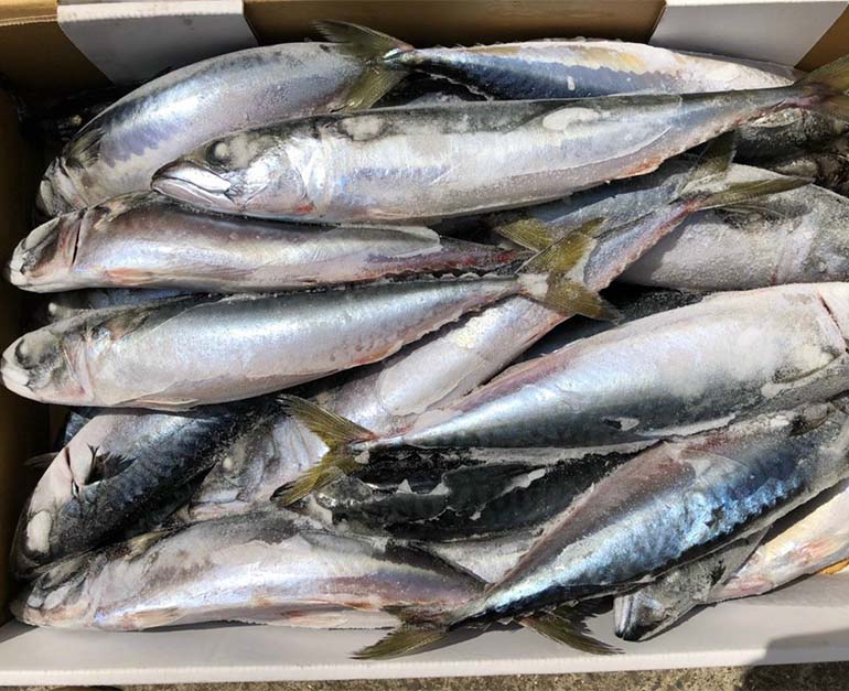 Cá nục đông lạnh nhập khẩu - Thực Phẩm Phúc Đạt - Công Ty TNHH XNK  Quốc Tế Phúc Đạt